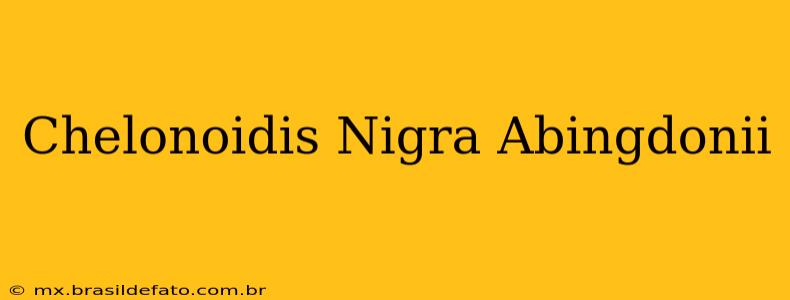 Chelonoidis Nigra Abingdonii