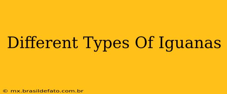 Different Types Of Iguanas