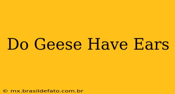 Do Geese Have Ears