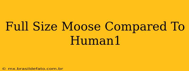 Full Size Moose Compared To Human1