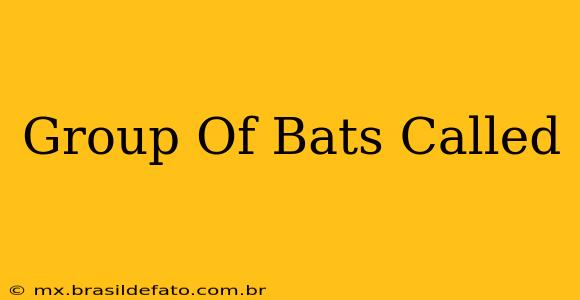Group Of Bats Called