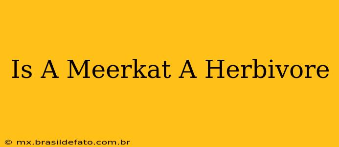 Is A Meerkat A Herbivore