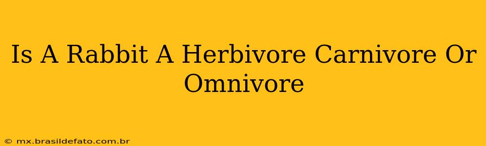 Is A Rabbit A Herbivore Carnivore Or Omnivore