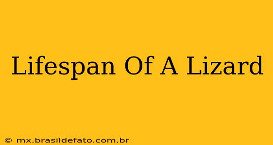 Lifespan Of A Lizard
